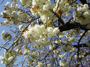 鬱金の桜の写真