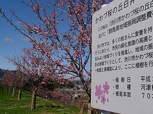 かわづ桜の丘白井の写真