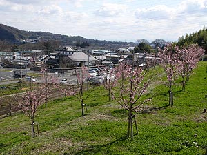 かわづ桜の丘白井から望む道の駅