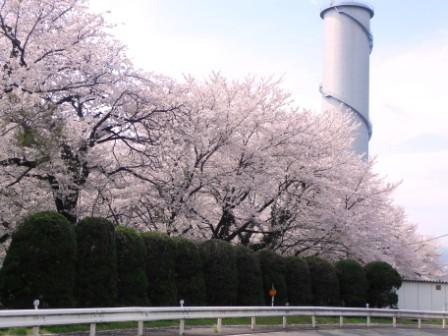 平成27年4月6日現在の桜の状況