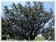 大かやの木の写真
