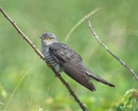 市の鳥「ほととぎす」