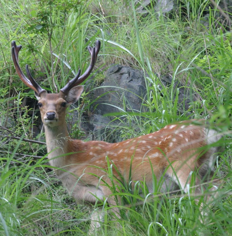 ニホンジカ（オス）の写真