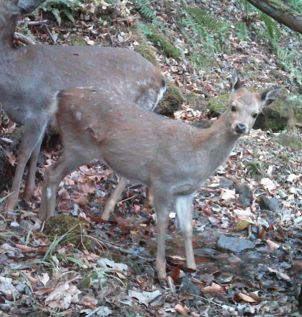 ニホンジカ（こども）の写真