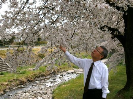 桜の名所の写真