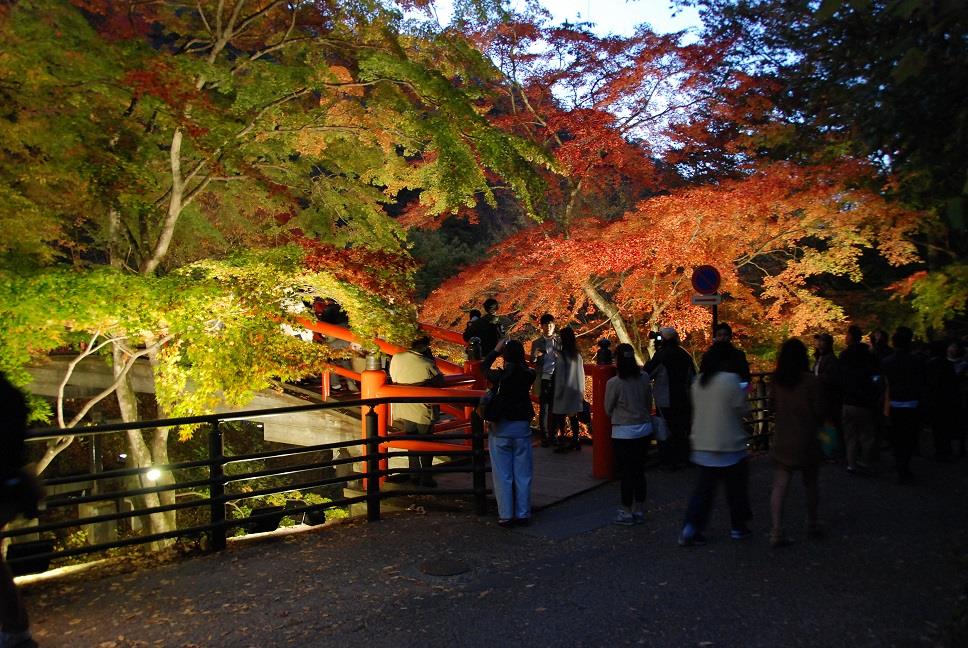 紅葉ライトアップと芸妓体験の写真2