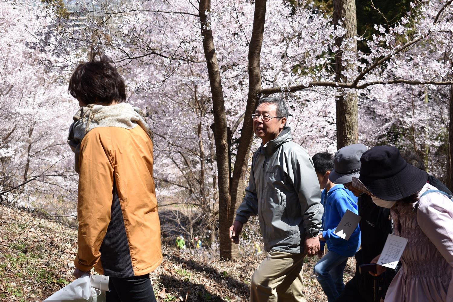 小野池桜まつりの写真