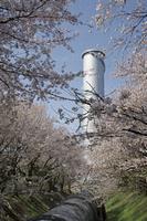 佐久発電所の桜