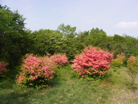 県立伊香保森林公園