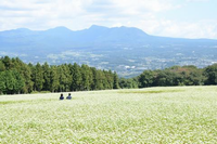 「みゆきだそば祭り」の中止について（開花情報令和5年10月17日更新しました）