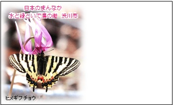 「ヒメギフチョウ」観光名刺の画像