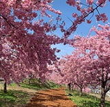 かわづ桜の丘白井