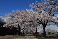 令和6年度「しぶかわ桜まつり」について