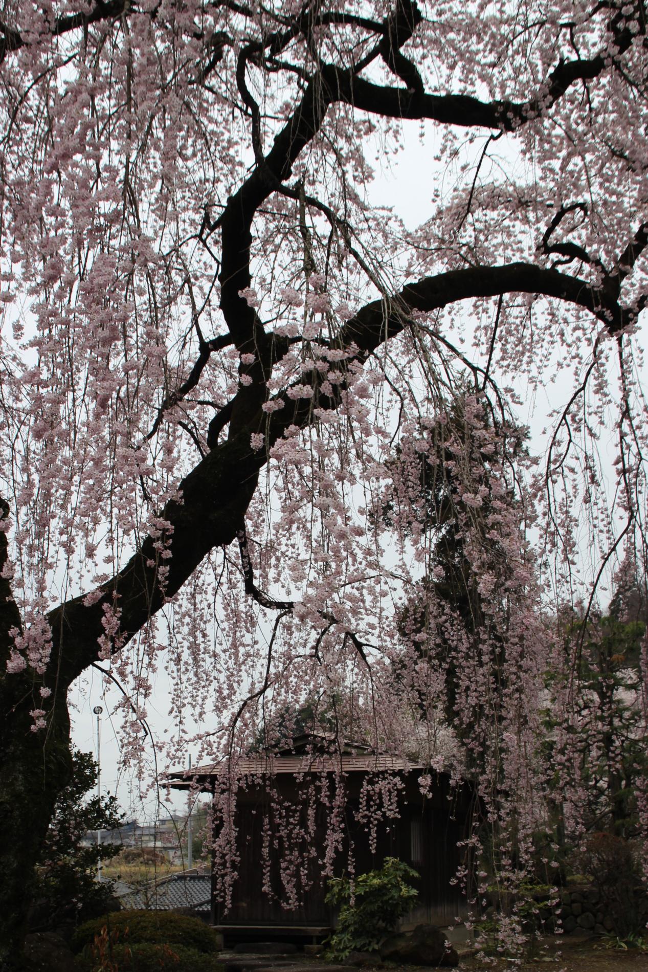 泰叟寺の滝桜_丸橋富美子