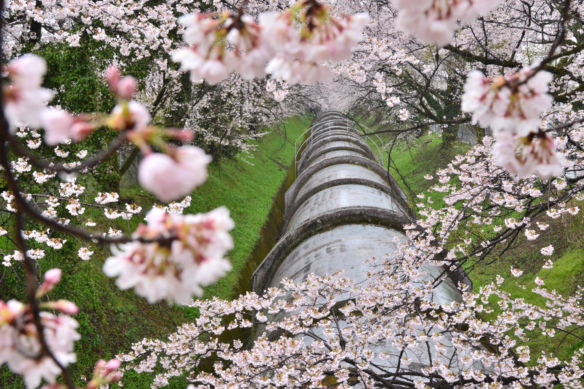 桜の咲く発電所_阿部巌