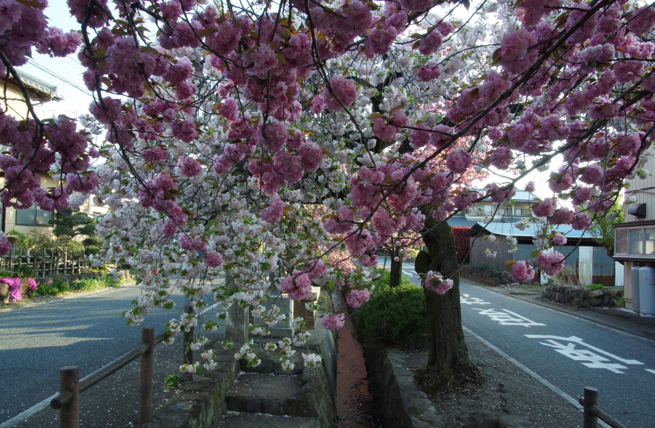 八重桜の宿場_石田佳一郎