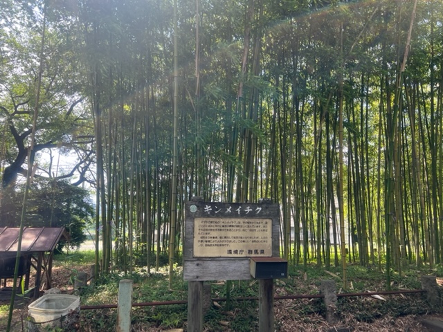 敷島のキンメイチク