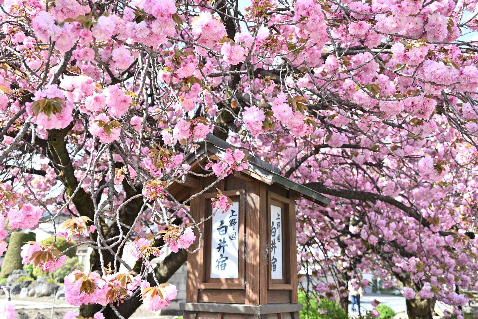 令和5年4月13日現在の開花状況