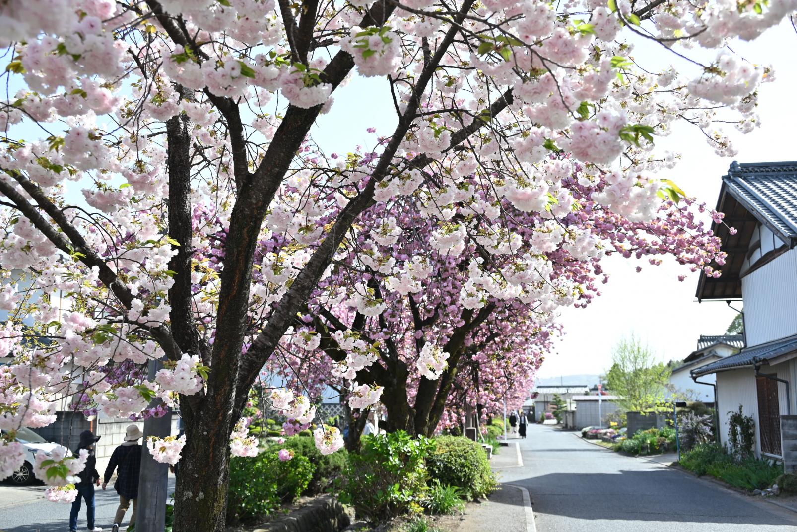 令和5年4月13日現在の開花状況