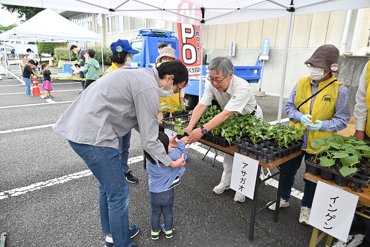 グリーンカーテン用苗の配布