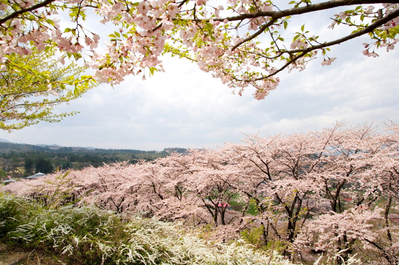 37.榛名雲海桜