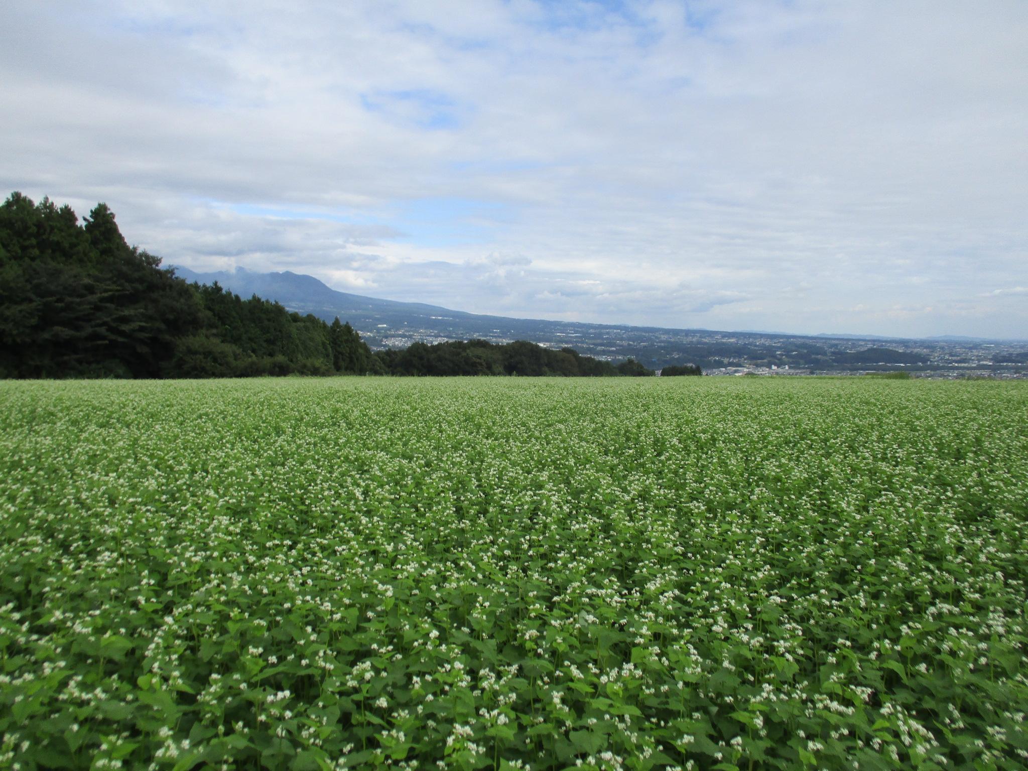 そばの花_1 (1)