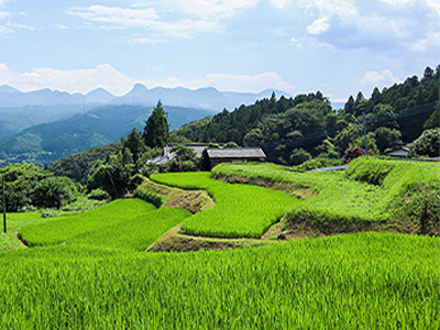棚田の写真