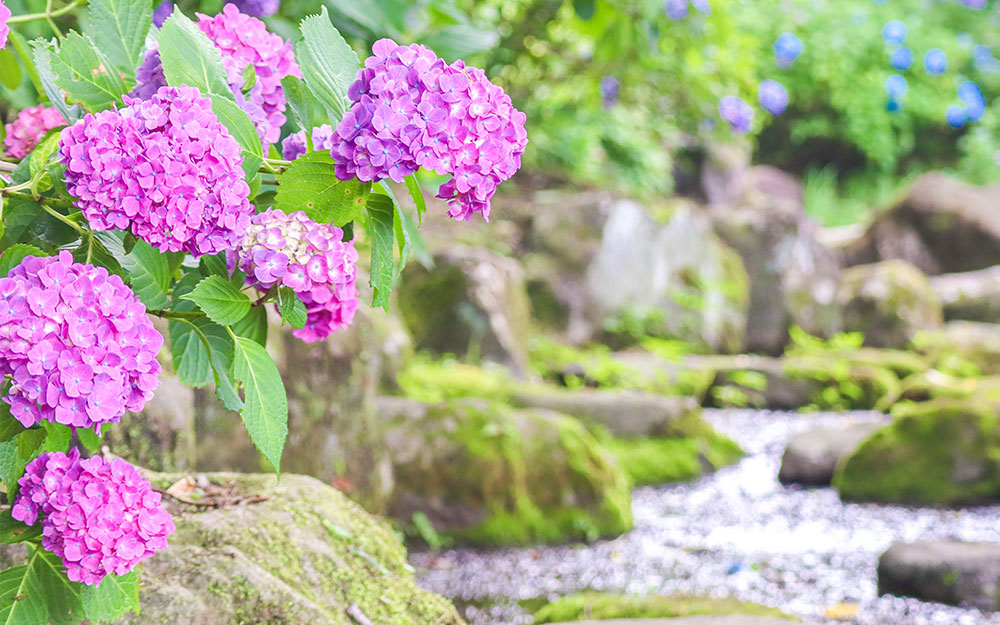 小野池あじさい公園の写真