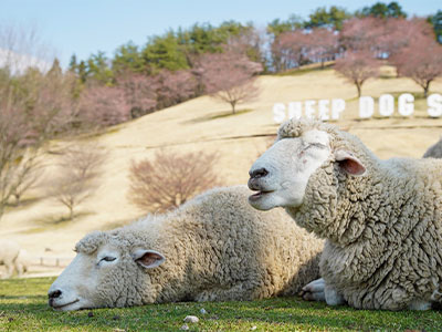 伊香保グリーン牧場の写真