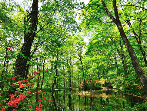 赤城自然園の写真1