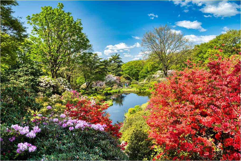 春の赤城自然園の様子.jpg 春の赤城自然園の様子.jpg