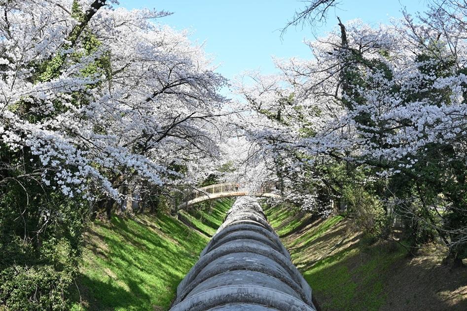 佐久発電所導水管周辺の桜