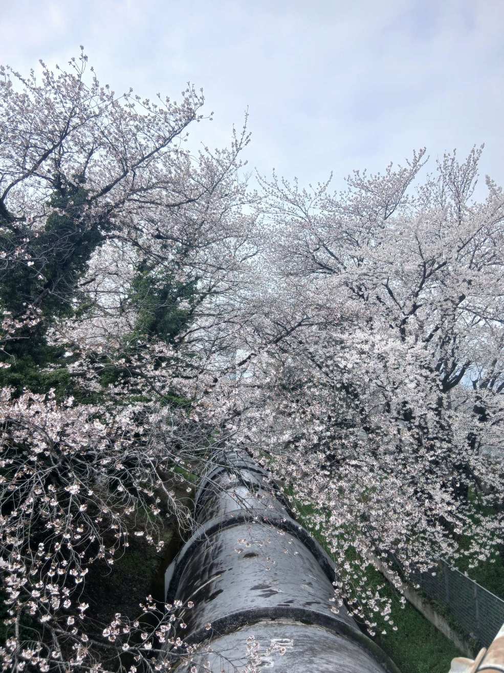 Compress_20260330_151053_3621 (2).jpg