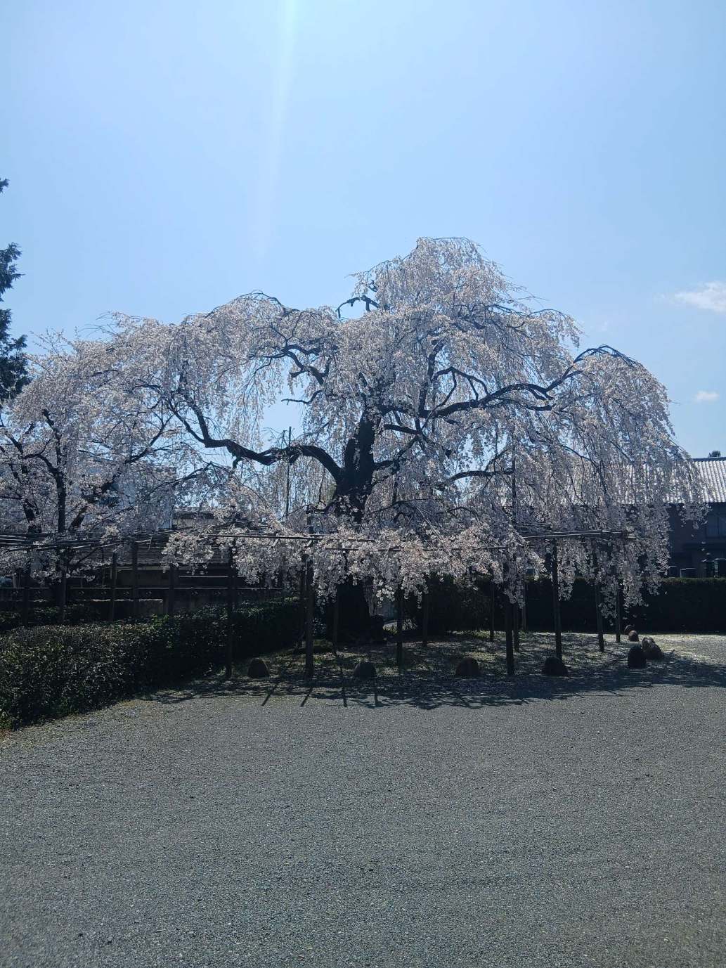 Compress_20260330_151053_3621 (2).jpg