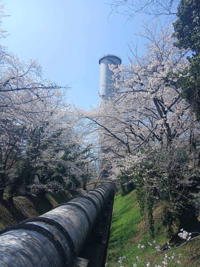 佐久発電所のソメイヨシノの写真