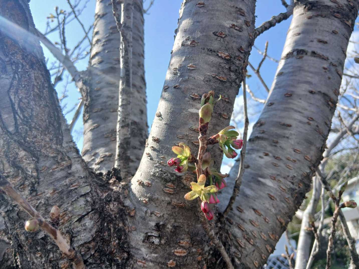 白井宿の八重ざくらの写真