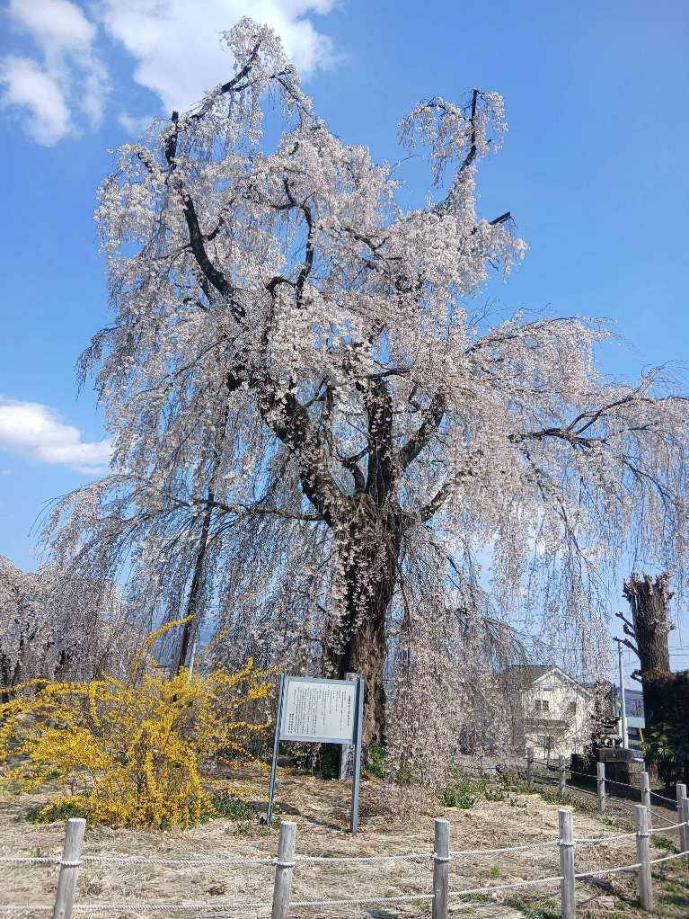 金蔵寺のシダレザクラの写真