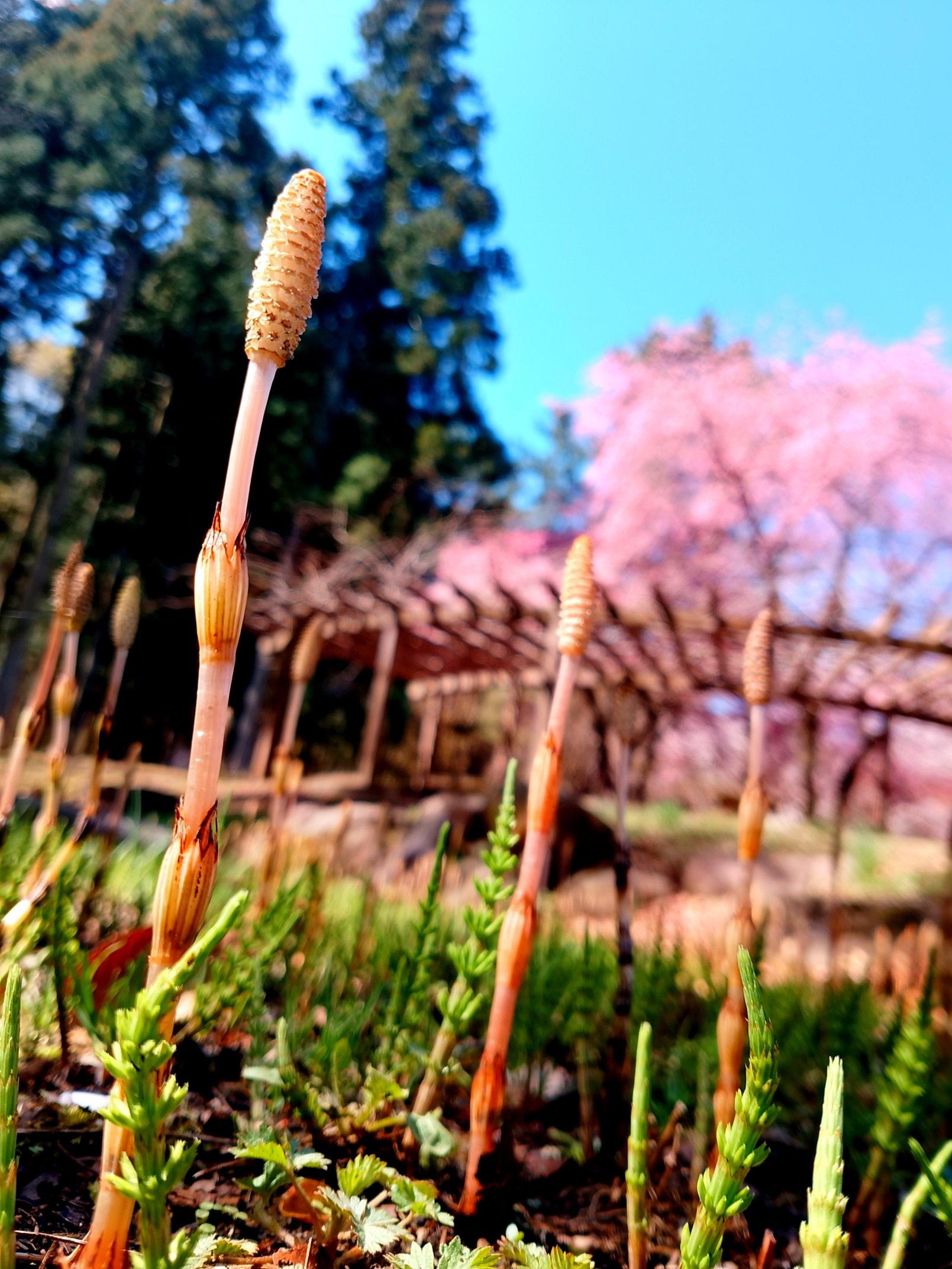 渋川総合公園の春の息吹