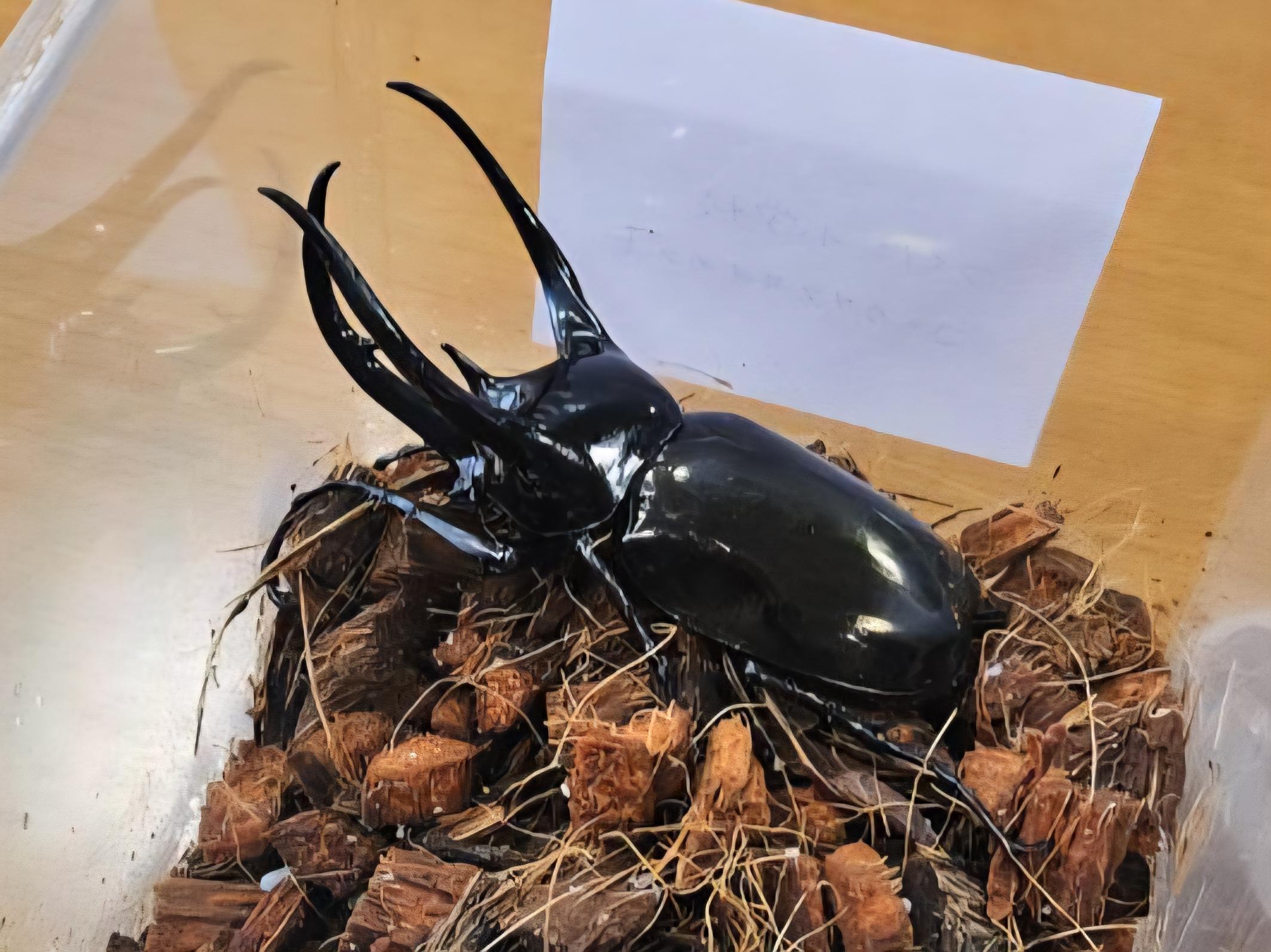 寄贈されたヘラクレスオオカブト.jpg