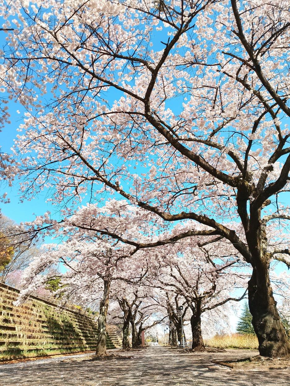 渋川総合公園の桜のトンネルと春の息吹
