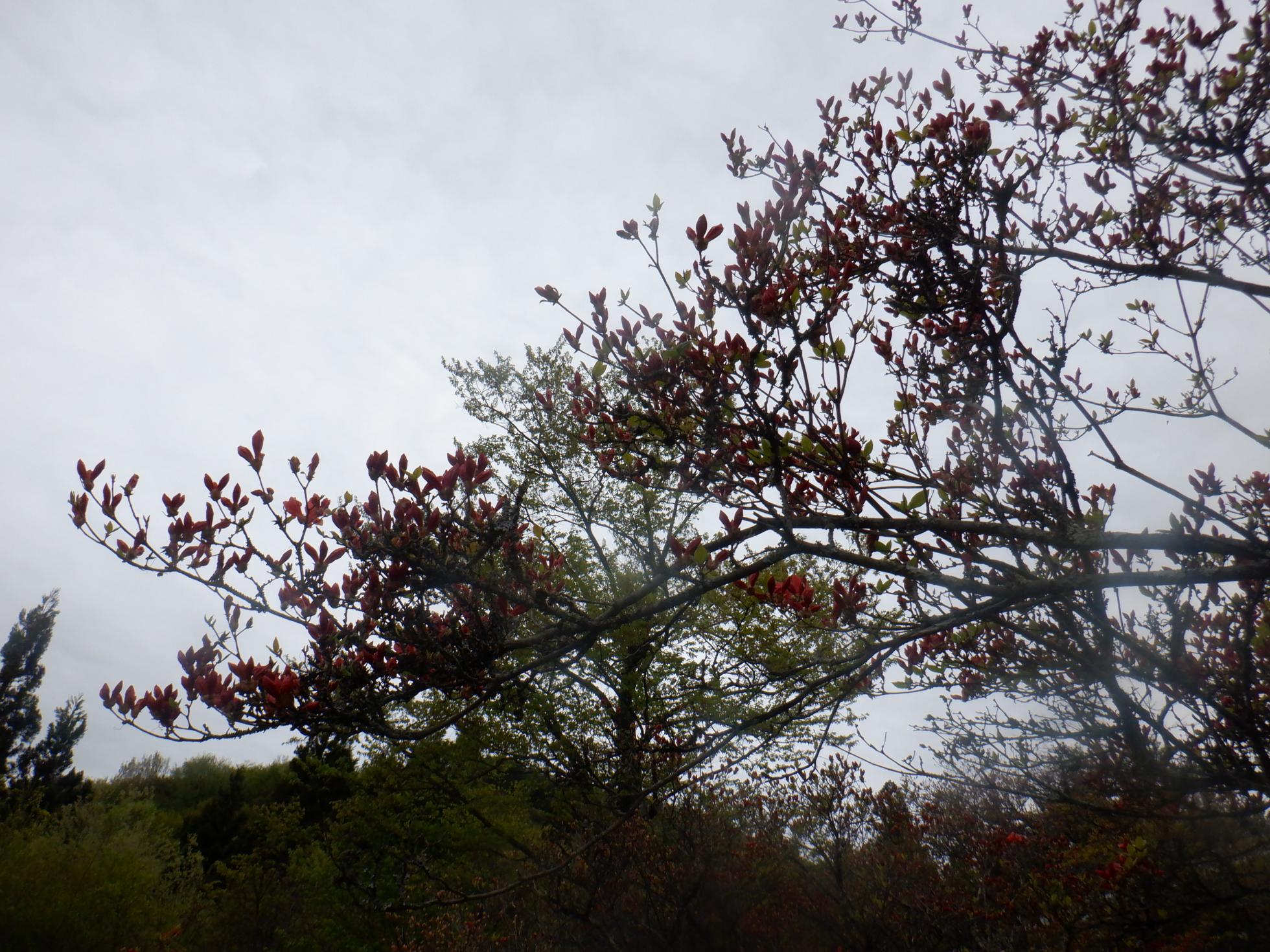 DSCF4093.JPG