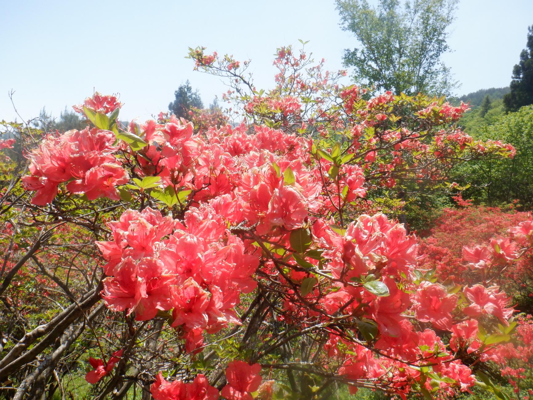 DSCF4093.JPG