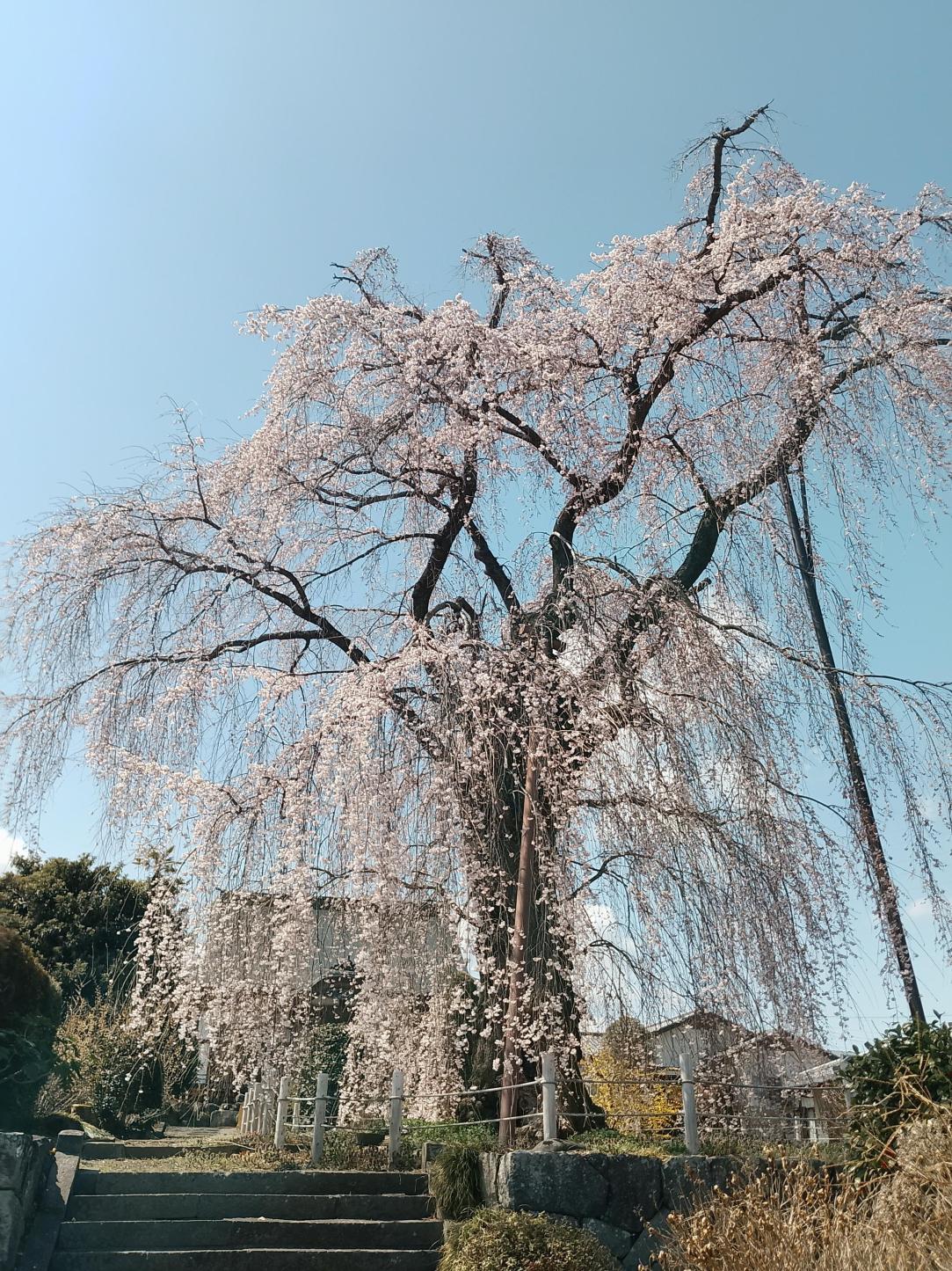 金蔵寺の巨大なしだれ桜