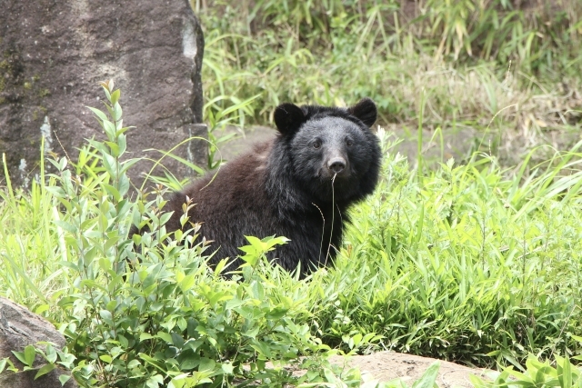熊2_小.jpg 熊2_小.jpg