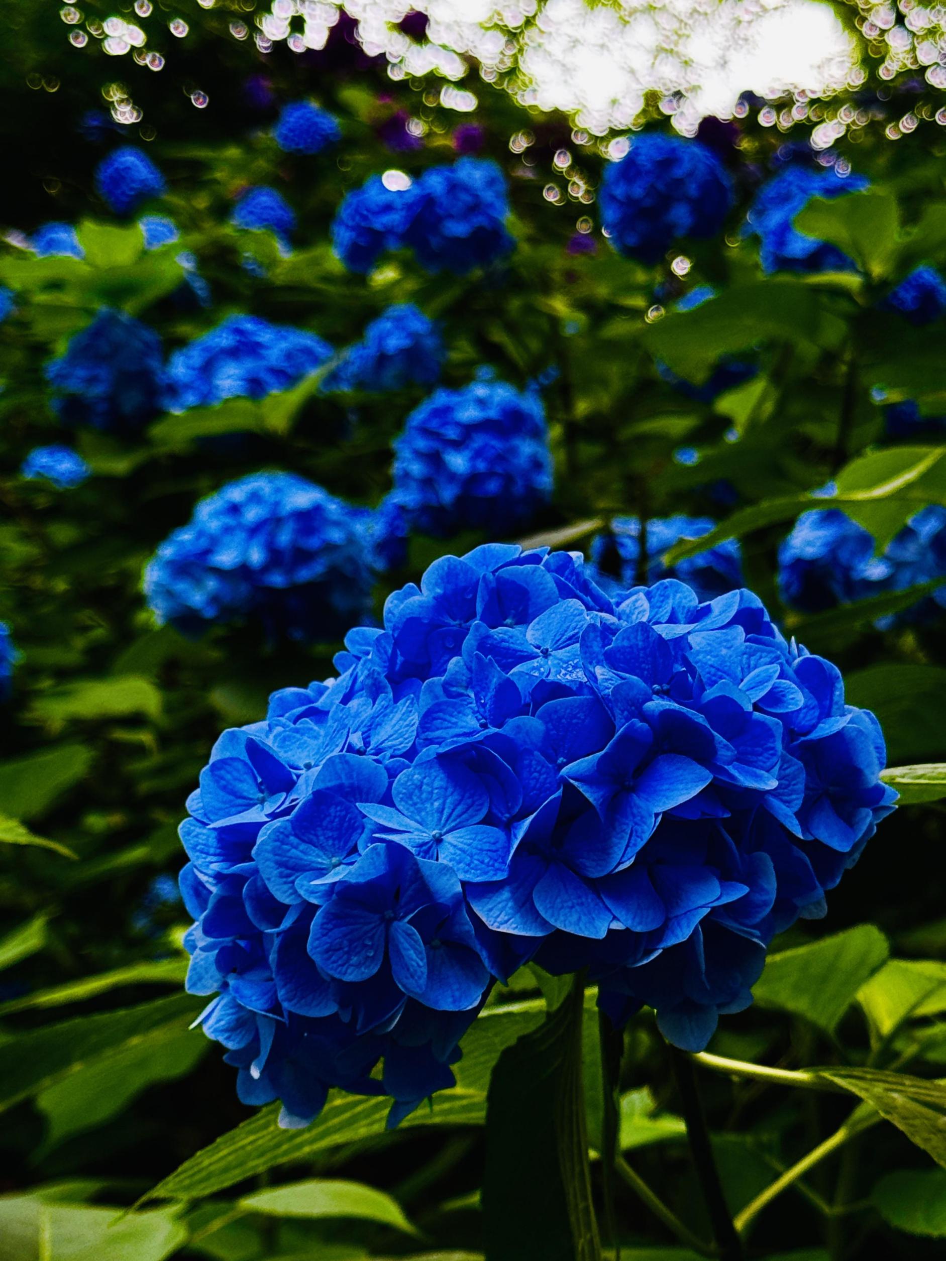 小野池あじさい公園あじさい