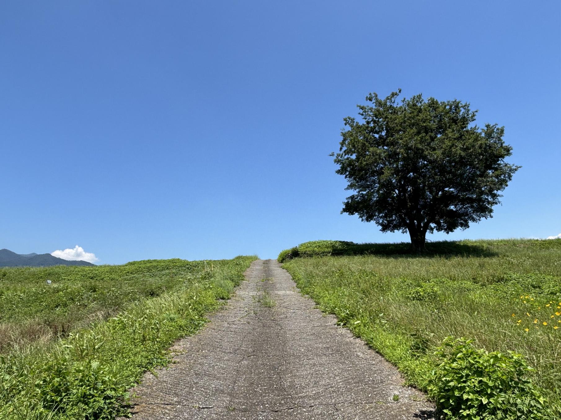 黒井峯遺跡 黒井峯遺跡