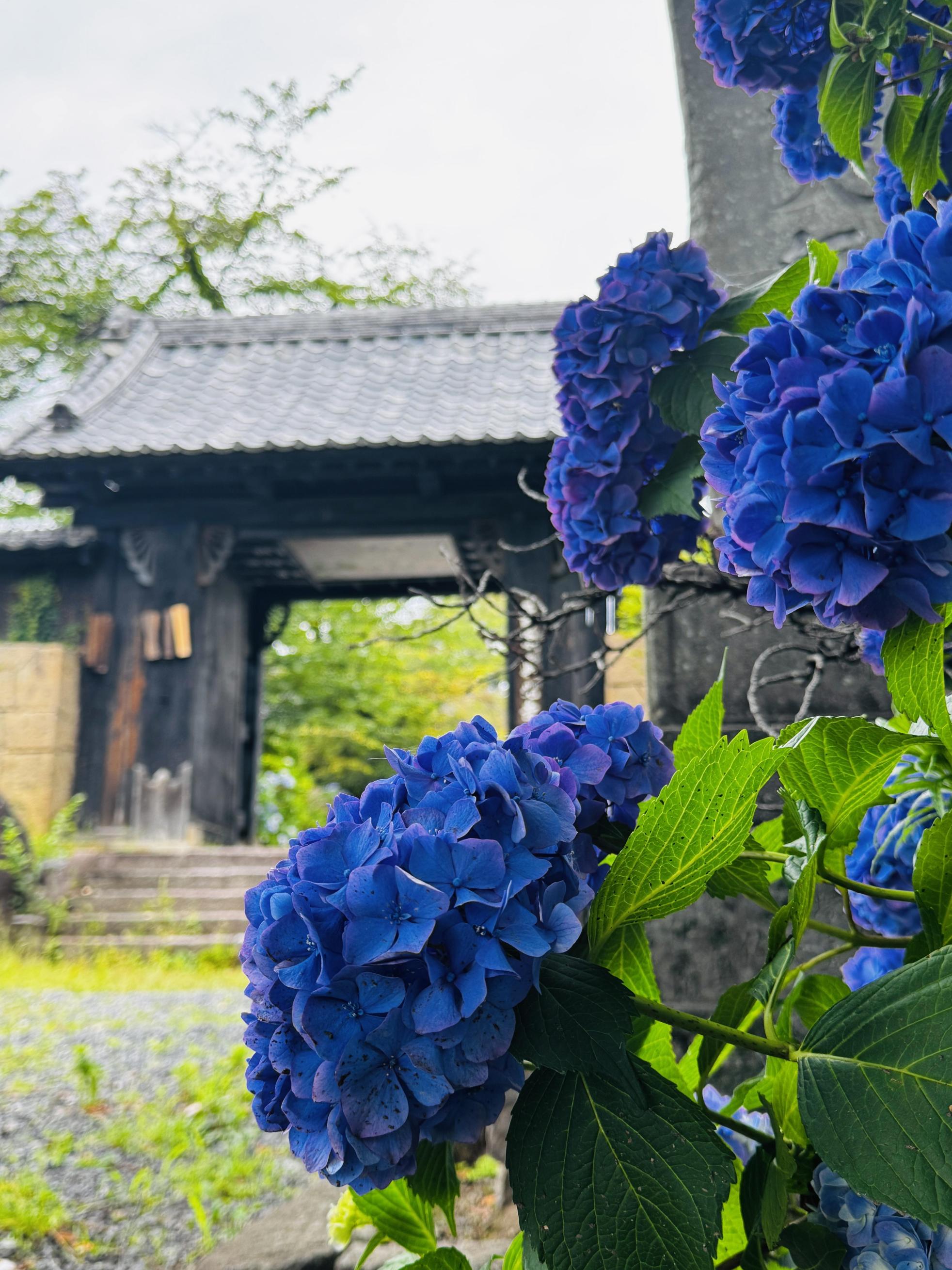 真光寺あじさい 真光寺あじさい