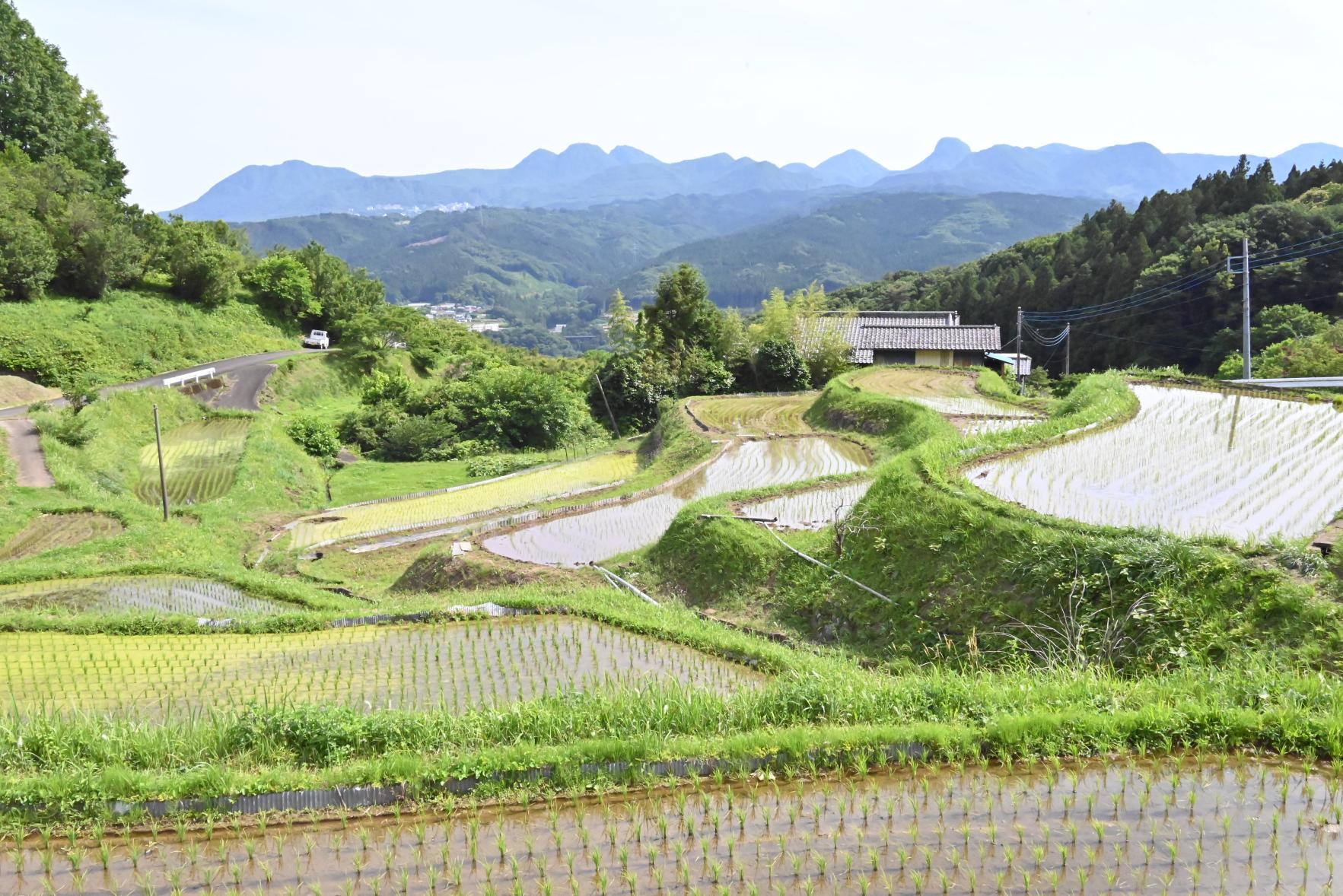 中尾地区の棚田.JPG 中尾地区の棚田.JPG
