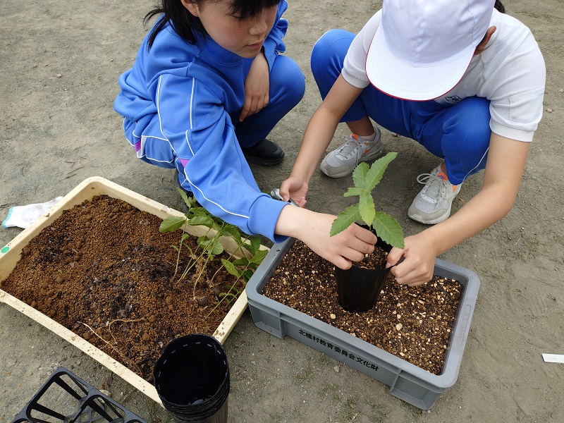 植え替え1津.jpg 植え替え1津.jpg