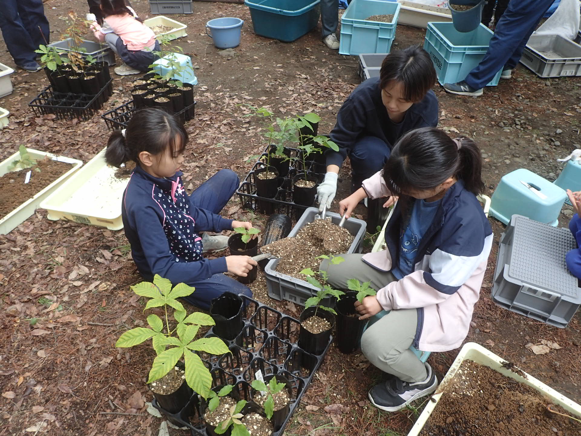 植え替え1.JPG 植え替え1.JPG